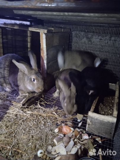 Продажа кроликов