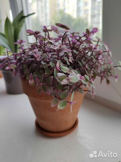 Каллизия pink panther