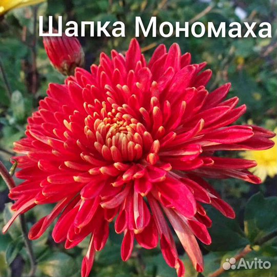 Хризантема