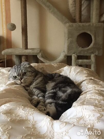 Котик Грей в хорошие руки