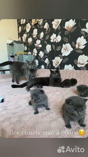 Британские котята