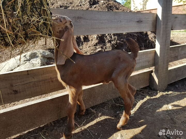 Шикарный чистопородный козлик на племя