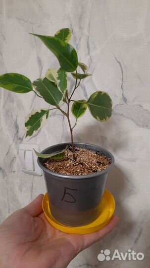 Фикус Бенджамина