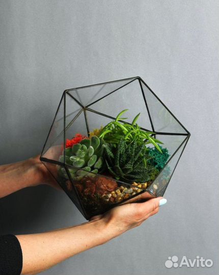 Суккулент икосаэдр