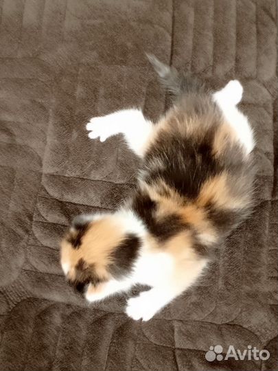 Котята от породистой кошки