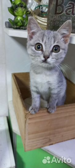 Котенок 1.5 месяца