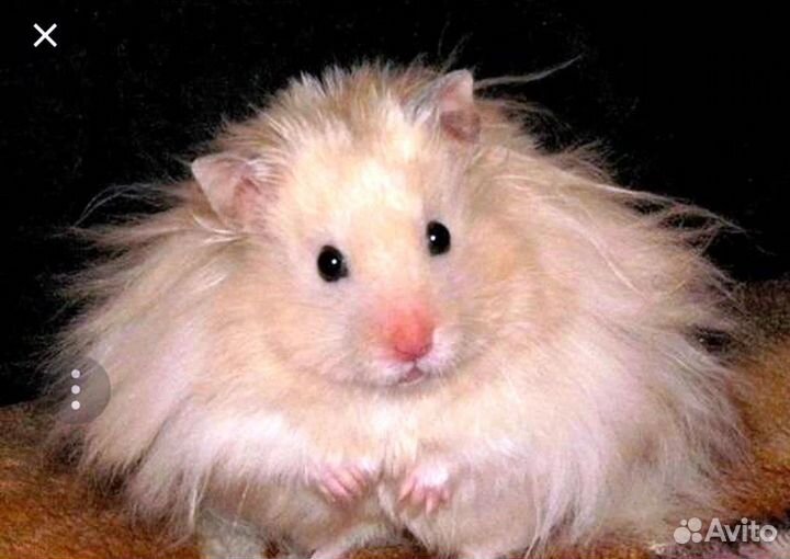 Ангорские хомячки