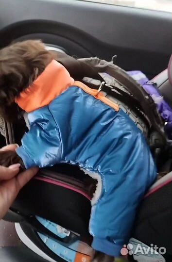 Одежда для собак мелких пород