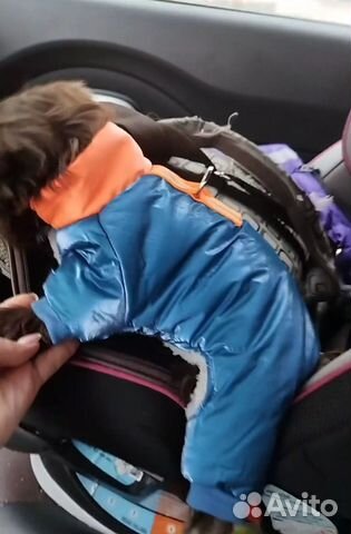 Одежда для собак мелких пород