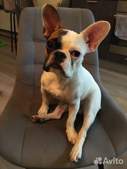 Французский бульдог за шоколадку