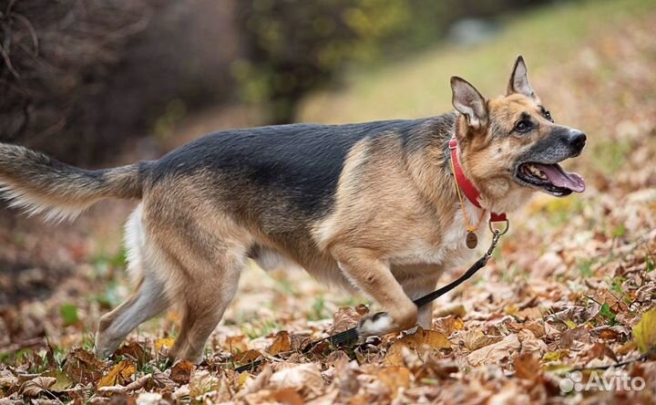 Метис овчарки в хорошие руки