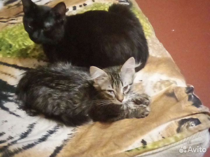 Кошка в дар