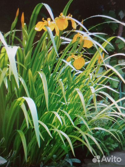 Растения для сада и дома