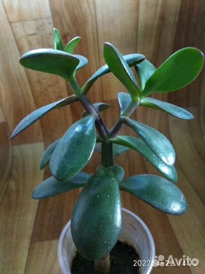 Денежное дерево - толстянка