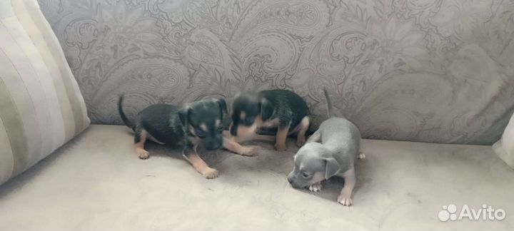 Той-терьер щенки