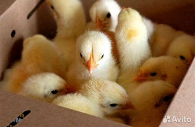 Подрощенные цыплята бройлер с доставкой / утята объявление продам