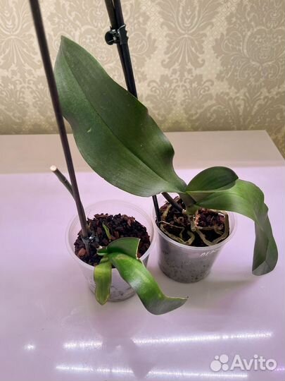 Орхидеи реанимашки 2 шт