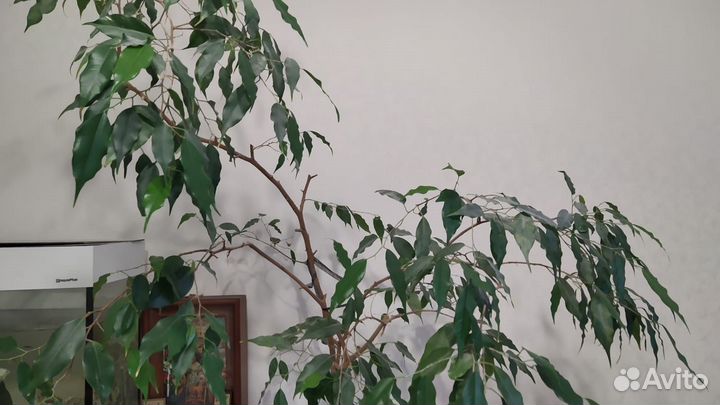 Фикус бенджамина в кадке