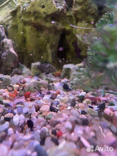 Цихлазома чернополосая