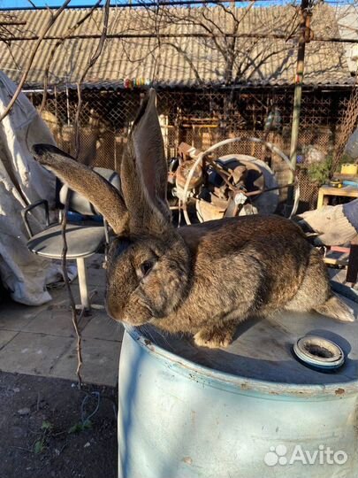 Кролики Великаны