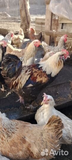Молодые породистые петушки
