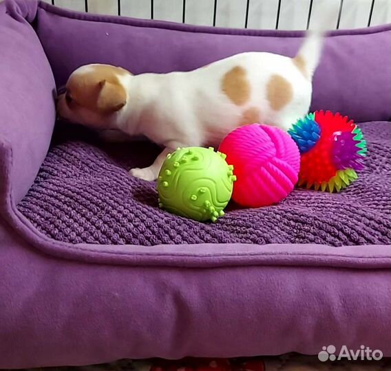 Щенок чихуахуа девочка