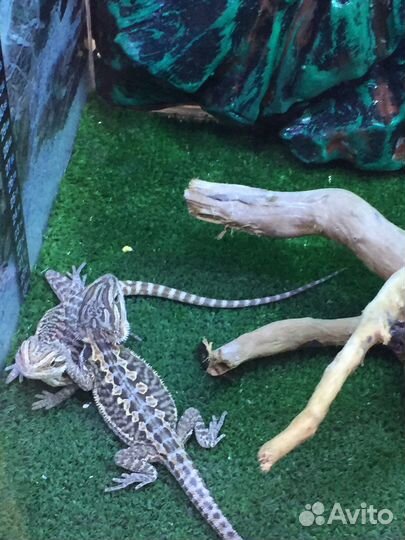 Мучной червь