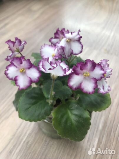 Мини, полумини, трейлеры фиалочки