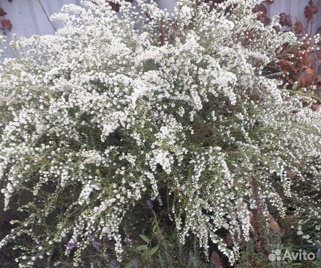 Вересковая астра