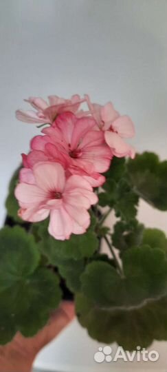 Герань пеларгония