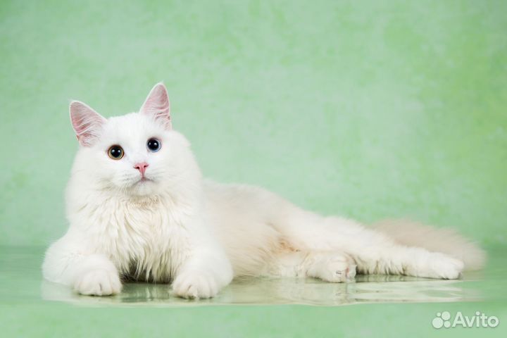 Турецкая ангора - котята подростки в дар 6 мес