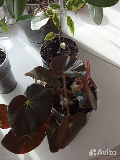 Комнатные цветы