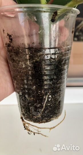 Комнатные растения