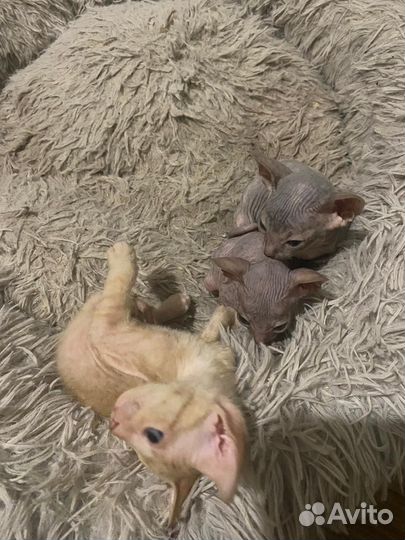 Котята сфинкс