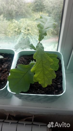 Дуб саженцы