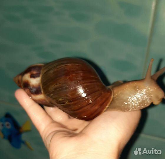 Улитки ахатины