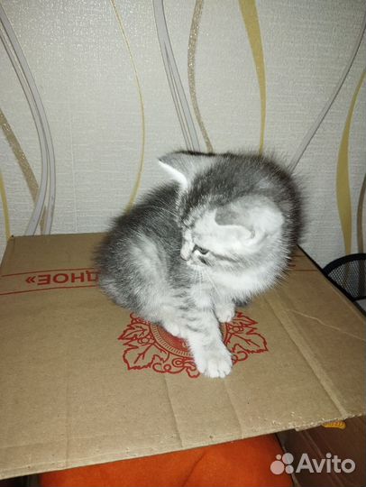 Шотландский котик