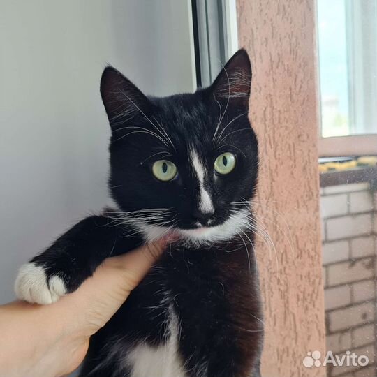 Котик ищет дом