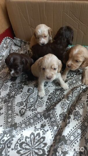 Кокер спаниель