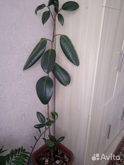 Спатифиллум