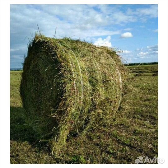Сено люцерны в тюках