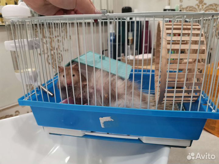 Сирийский хомяк