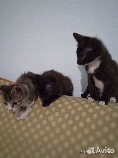 Дважды выжившие счастливчики