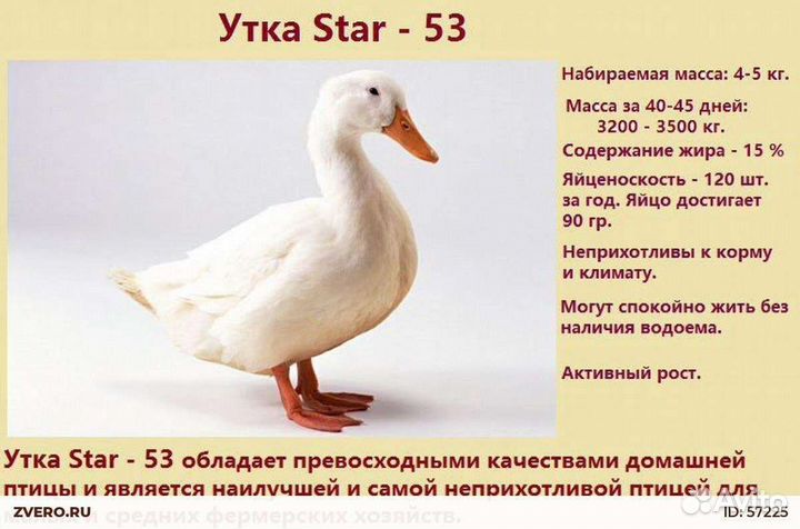 Бройлеры утята куры