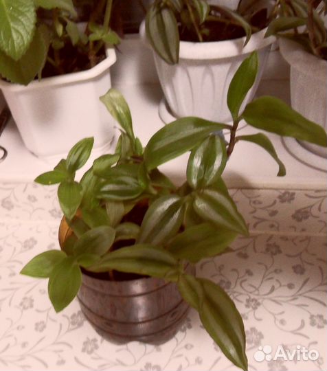 Хлорофитум