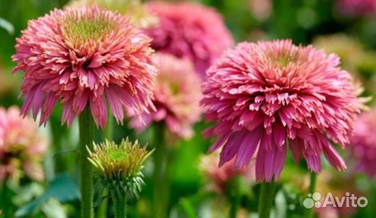 Саженцы Эхинацея 5сортов разных возрастов доставка