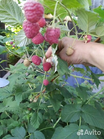 Саженцы малины Ровница