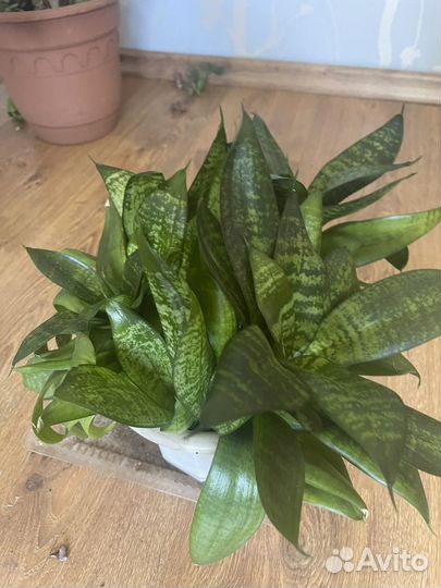 Сансевиерия