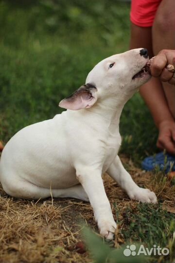 Стандартный бультерьер