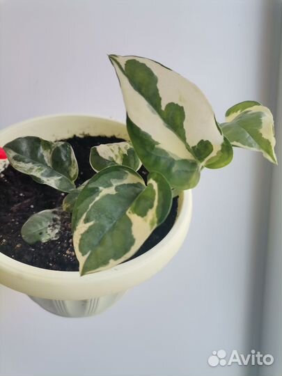 Сциндапсус Пиктус, Н джой